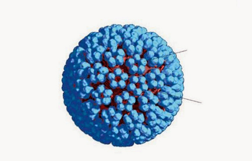 3D-Modell von HPV