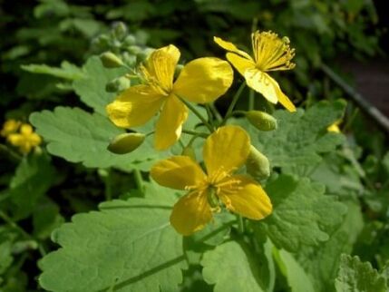 Schöllkrautblüten gegen Warzen