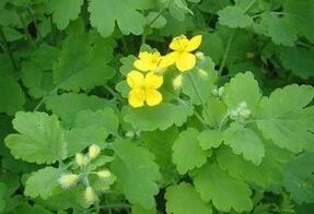 Schöllkrautkraut gegen Warzen